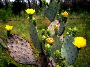 Cactus blossoms