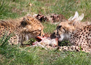 Cheetah cubs feeding