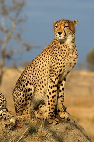 Cheetah in Sabi Sands, South Africa