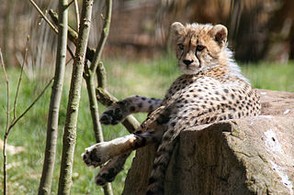 5-month old Cheetah in Denmark