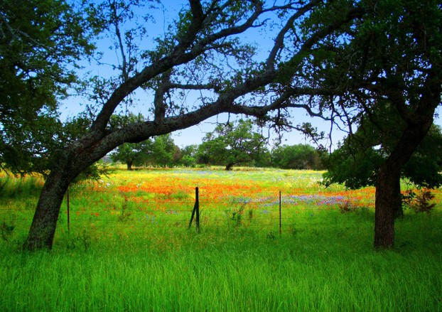 Spring meadow near Fredericksburg, TX