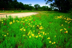 Wildflowers by the Hil Country road side