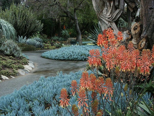 Aloe saponaria & Senecio Mandraliscae, Blue Chalk Stick succulents, Huntington Library Desert Garden