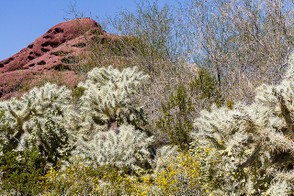 Desert Botanical Garden in Phoenix Arizona