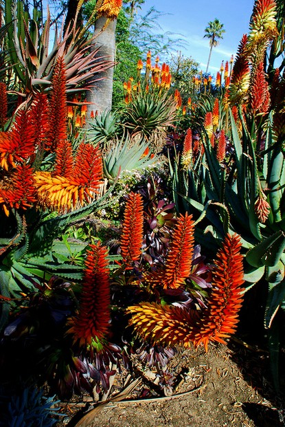 Aloe in Bloom, Desert Garden in Huntington Botanical Gardens in Los Angeles, California
