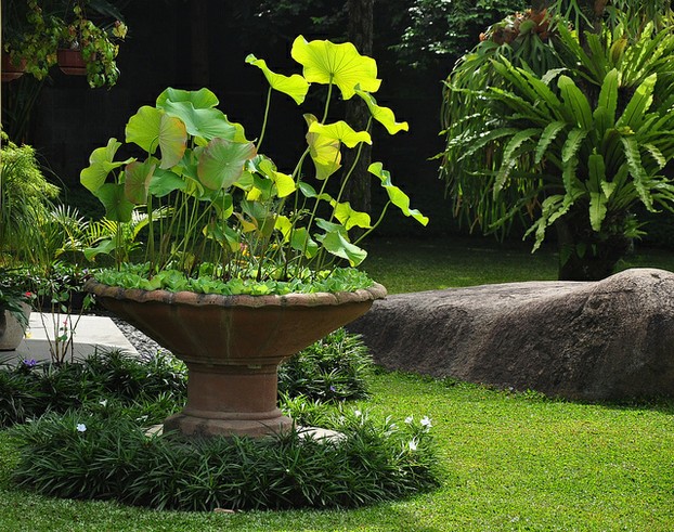 Tropical Garden at rear of David house in Bandung
