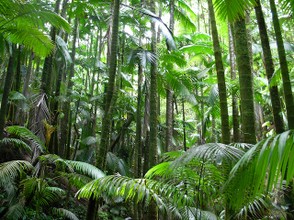 Hawaii Tropical Botanical Garden "Palm Jungle" is a forest of naturalized Alexandra palms.
