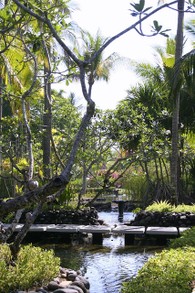 Tropical Garden in Indonesia