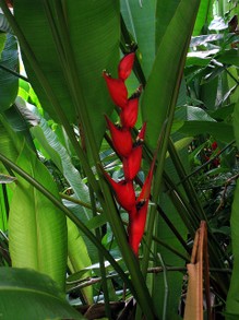 Heliconia at National Tropical Botanical Garden near Hilo, Hawaii