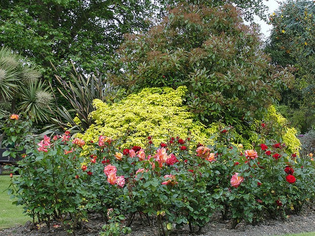 A Small Portion of a Rose Garden