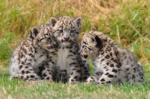 Snow leopard kittens in England!