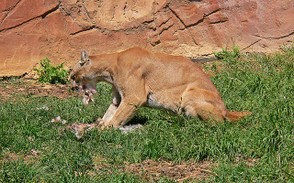 Cougar enjoying a meal