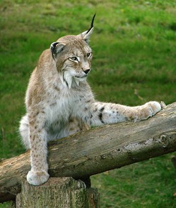 Eurasian Lynx, Thoiry Zoo