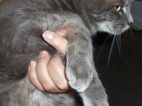 Holding a cat's front paws