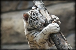 Cub at the Moscow Zoo