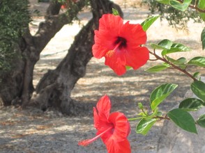 Hibiscus, Karpathos
