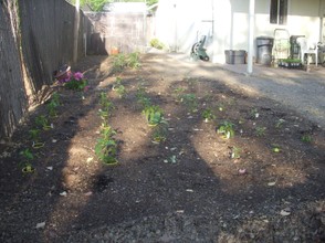 The pepper patch