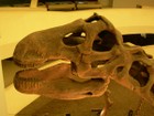 Dinosaur Skull