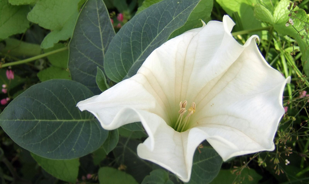 Datura: source of scopolamine (devil's breath)