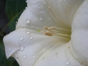 Datura: source of scopolamine (devil's breath)