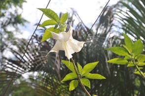 Datura: source of scopolamine (devil's breath)