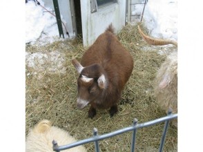 Very Pregnant Pygmy Goat