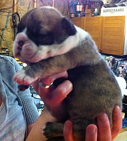 English Bulldog Newborn