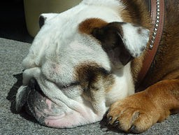 English Bulldog Sleeping