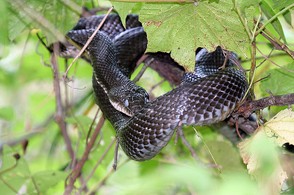 Black Rat Snake in a Tree