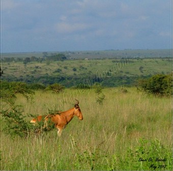 10 Reasons and More to Visit Nairobi National Game Park