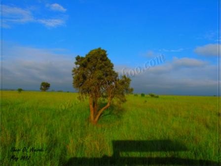 Nairobi National Park Landscape