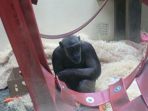 Image: Sally at Monkey World Ape Rescue Centre