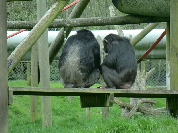 Image: Two chimpanzees at Monkey World