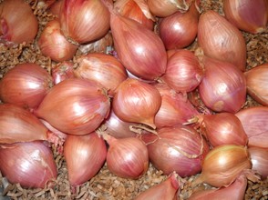 Pickling Onions