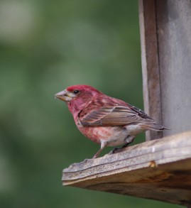Colorful male Rosy Finch