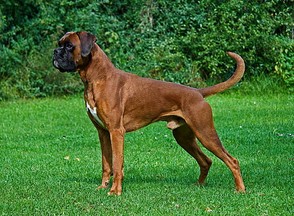 Boxer with Natural Tail