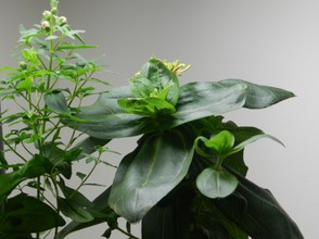 Beautiful Plants Using the Aerogarden