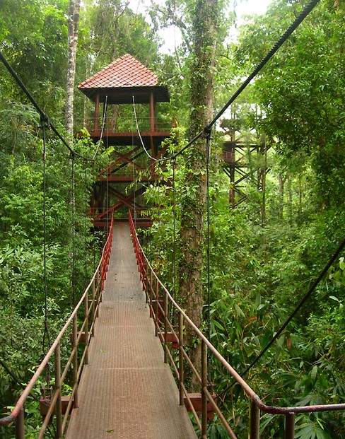 Canopy walkway, Trang Botanical Gardens