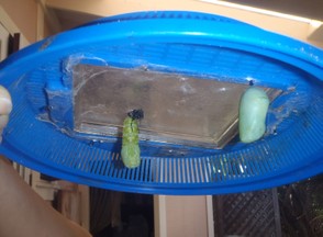 Chrysalis rigth after transformation