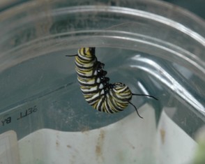 Shortly before becoming a chrysalis