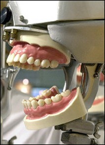 Set of teeth on display at a dental show by Canadian scientists said they have created the first device able to re-grow teeth and bones