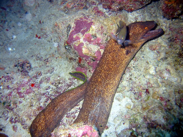 Yellow Margin Moray