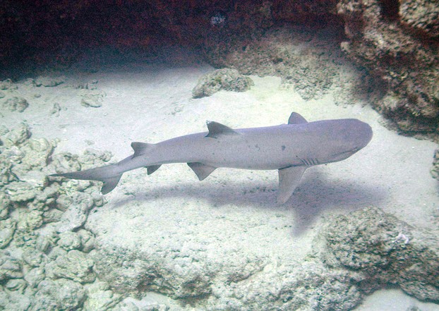 Whitetip Reef Shark, one of the bigger kind