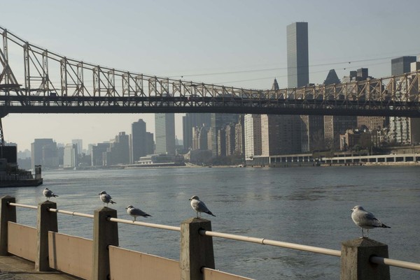East River View