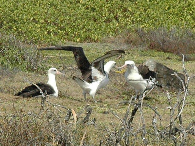 Laysan Albatross, near threatened