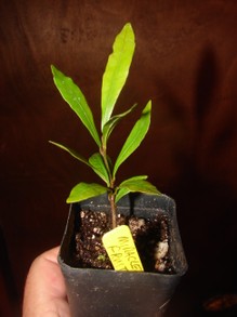 prepotted miracle berry plant