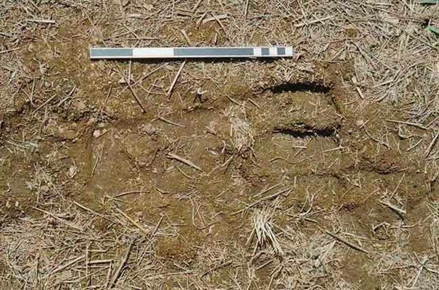 Image:  Yowie footprint?  Picture taken by Katrina Tucker, on her mango farm in the Acacia Hills, in 1997.