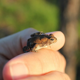 Tiny Toads
