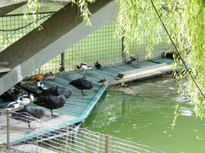 Ducks and Swans under a Bridge