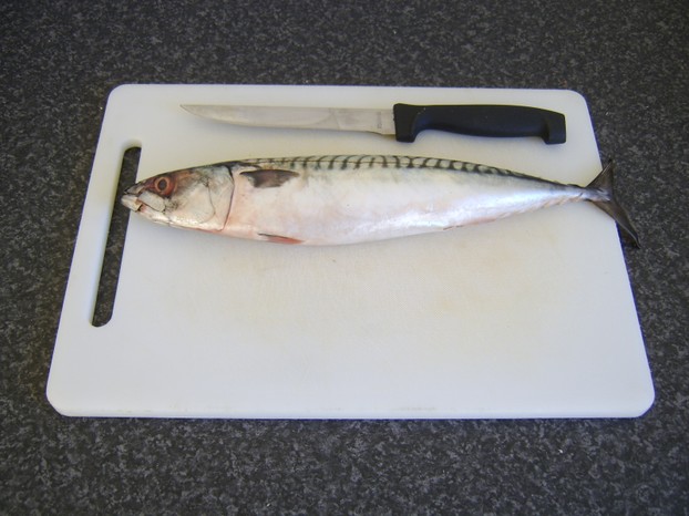 Whole mackerel ready to be filleted